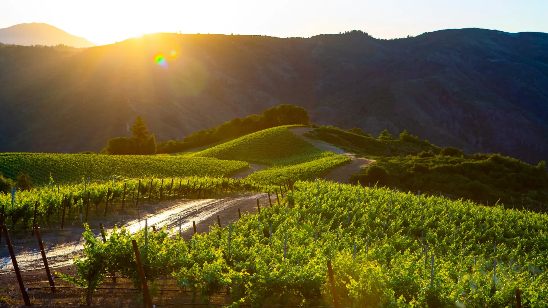 Hillside vineyard rows at sunset with mountain ridges in Sonoma County, CA