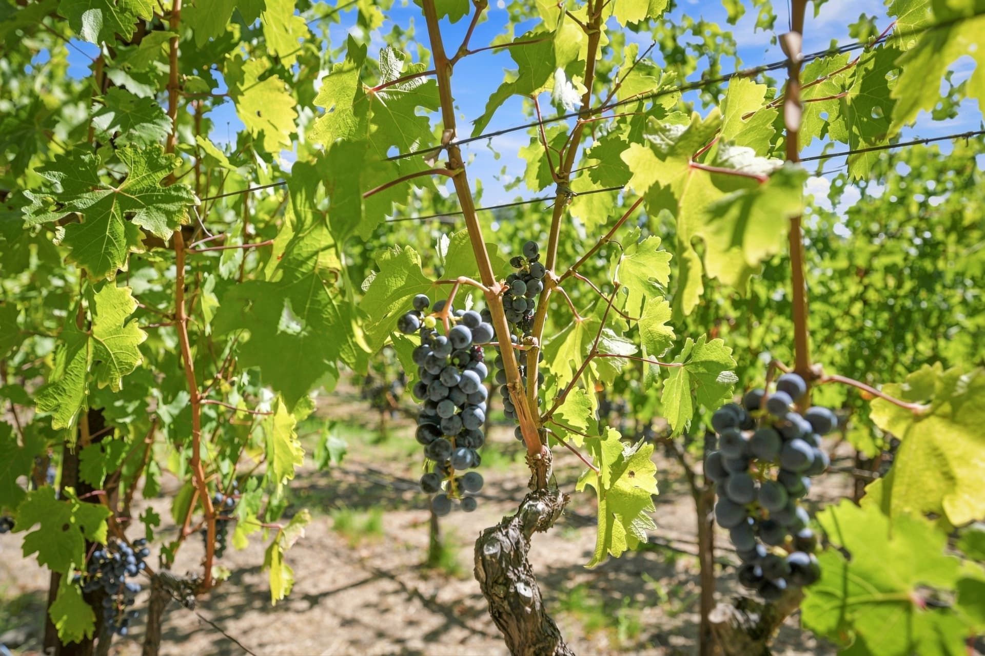 Ripening Cabernet clusters on the vine under Napa Valley sunlight
