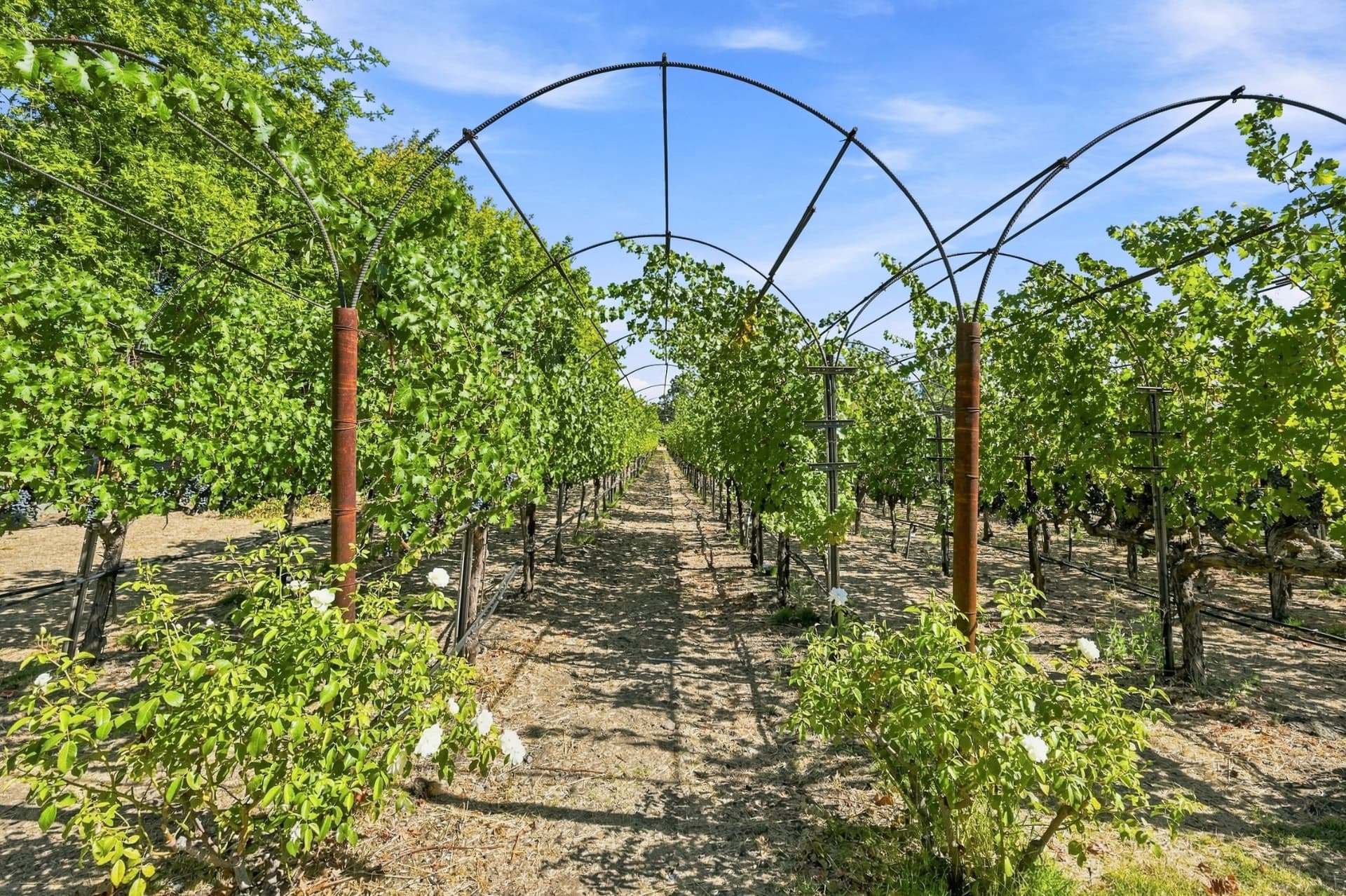 Arched trellis rows of Cabernet vines with white roses in a Yountville vineyard